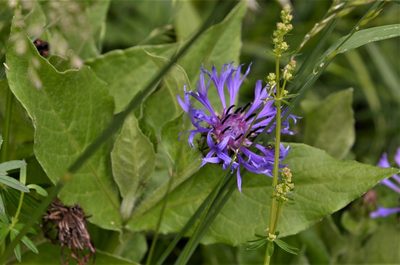 Centaurea montana, photographed by E. A.