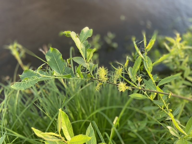 Salix myrsinifolia, photographed by Анна Рыбакова