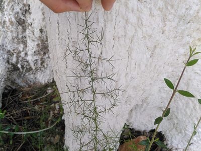 Asparagus acutifolius, photographed by le0p0ld_d
