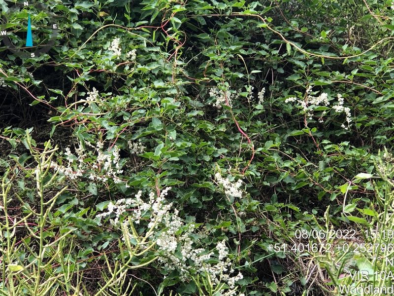 Fallopia baldschuanica, photographed by SamKelly