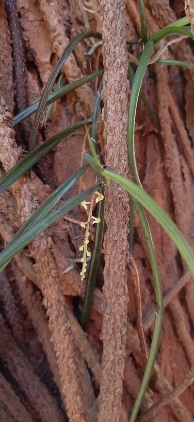 Cleisostoma tenuifolium, photographed by deepachandran