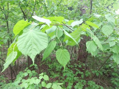 Tilia cordata, photographed by tomisc