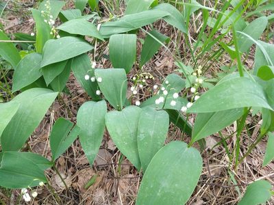 Convallaria majalis, photographed by tomisc