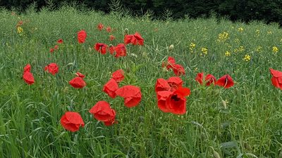 Papaver rhoeas, photographed by Mattia Menchetti