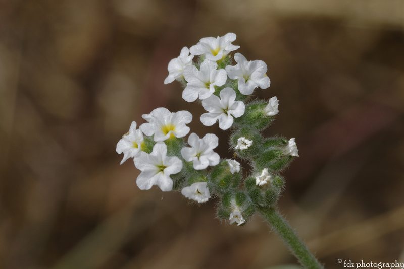 Heliotropium europaeum, photographed by davidfdz_b82