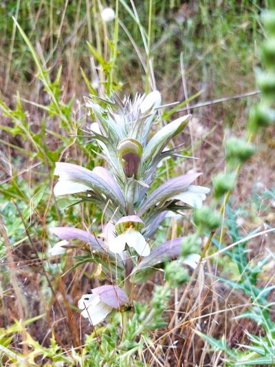 Acanthus spinosus, photographed by Niko Ioannidis