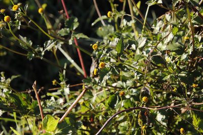 Bidens pilosa, photographed by Tony Rebelo