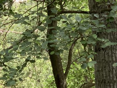 Alnus glutinosa, photographed by Naturalista
