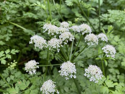 Oenanthe crocata, photographed by Juliad323