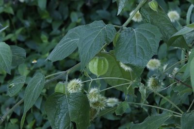 Physalis peruviana, photographed by Tony Rebelo
