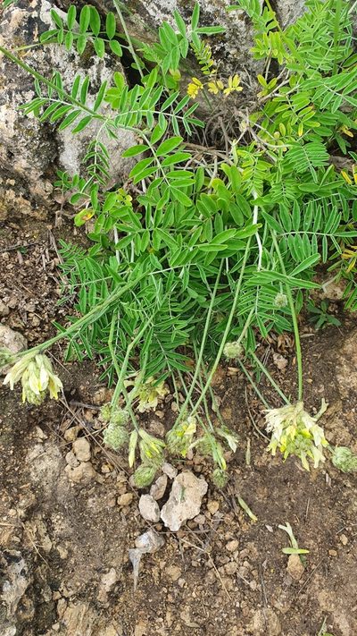 Astragalus zingeri, photographed by Анна Митрошенкова