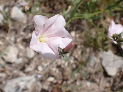 Convolvulus cantabrica, photographed by luluchouette