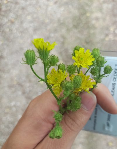Crepis setosa, photographed by Jean-Silouane Rebours