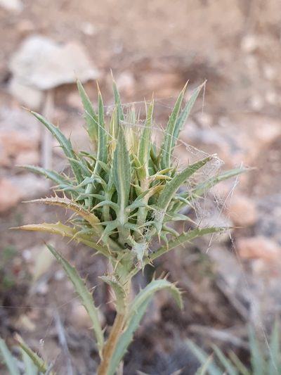 Atractylis caespitosa, photographed by Mehdi Chetibi