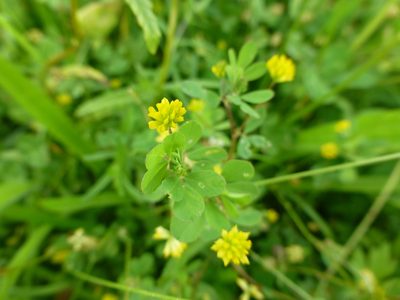 Trifolium dubium, photographed by Sheelagh Halsey
