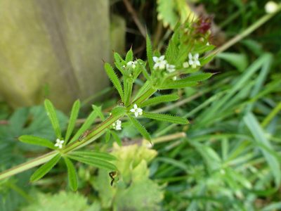 Galium aparine, photographed by Sheelagh Halsey