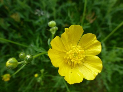 Ranunculus acris, photographed by Sheelagh Halsey