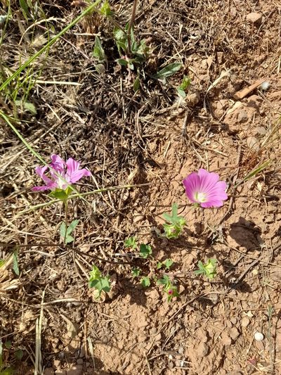Malva punctata, photographed by etrusko25