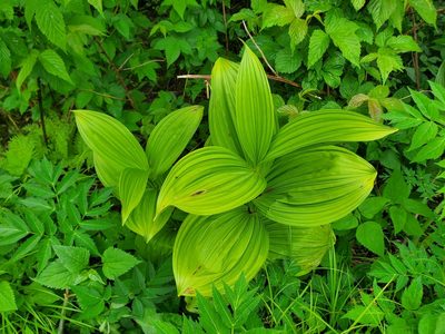 Veratrum viride, photographed by Will Kuhn