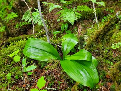 Clintonia borealis, photographed by Will Kuhn