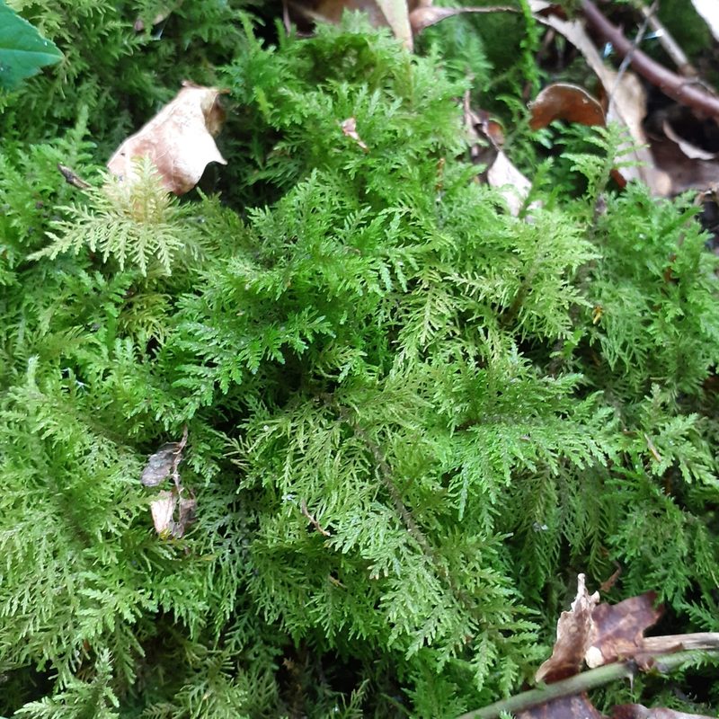 Thuidium tamariscinum, photographed by bogsuckers
