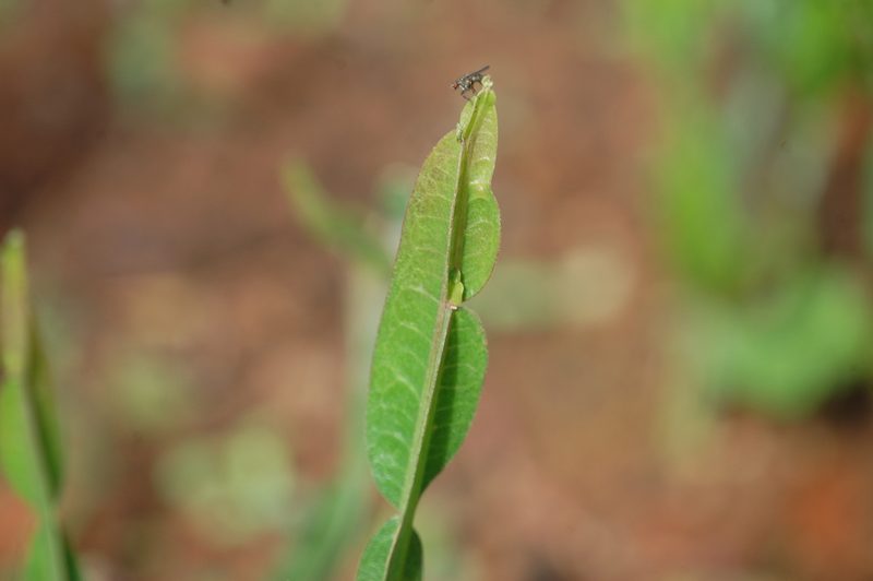 Baccharis genistelloides, photographed by Carlo Brescia