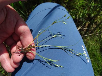 Juncus bufonius, photographed by Grzegorz Grzejszczak