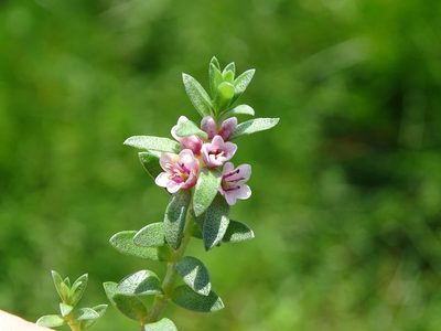 Lysimachia maritima