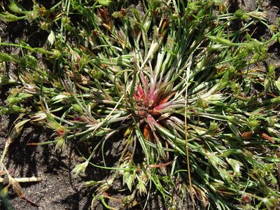 Juncus bufonius