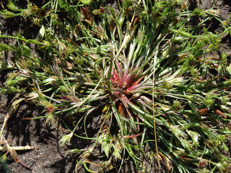 Juncus bufonius, photographed by Grzegorz Grzejszczak