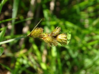 Carex leporina, photographed by Grzegorz Grzejszczak