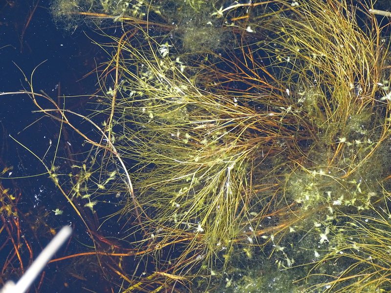 Stuckenia pectinata, photographed by Grzegorz Grzejszczak