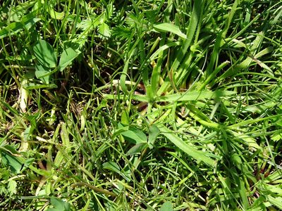 Plantago coronopus, photographed by Grzegorz Grzejszczak