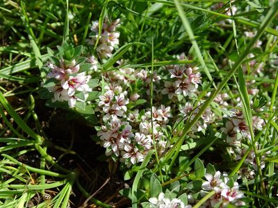 Lysimachia maritima, photographed by Grzegorz Grzejszczak