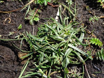 Plantago maritima, photographed by Grzegorz Grzejszczak