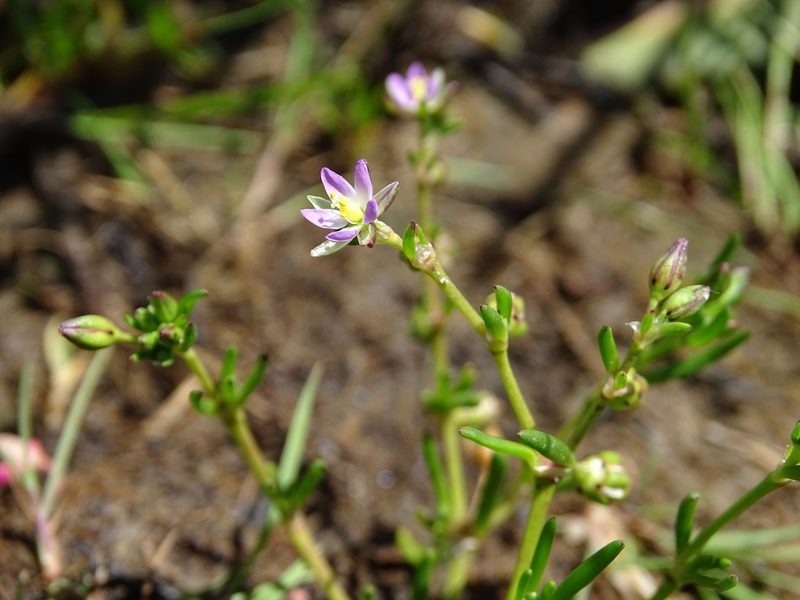 Spergularia marina, photographed by Grzegorz Grzejszczak