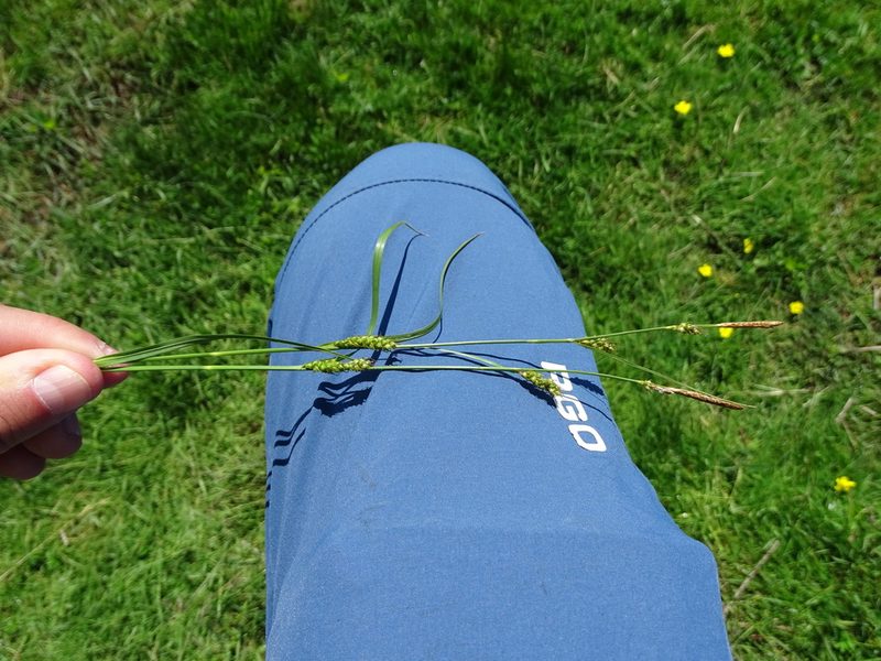 Carex distans, photographed by Grzegorz Grzejszczak