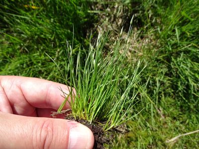 Juncus bufonius, photographed by Grzegorz Grzejszczak