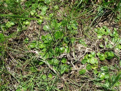 Hydrocotyle vulgaris, photographed by Grzegorz Grzejszczak