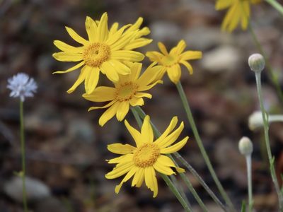 Eriophyllum lanatum, photographed by John Hibbard