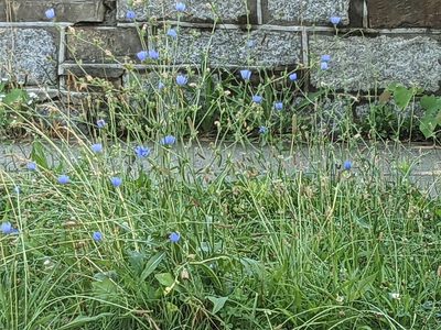Cichorium intybus, photographed by Matthew Gerke