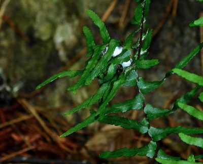 Asplenium platyneuron, photographed by Michael J. Papay