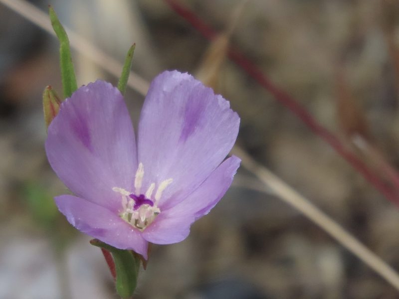 Clarkia purpurea, photographed by John Hibbard