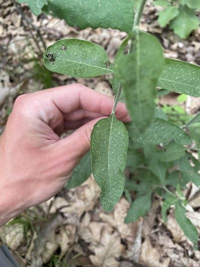 Aureolaria virginica, photographed by Chase Mathey