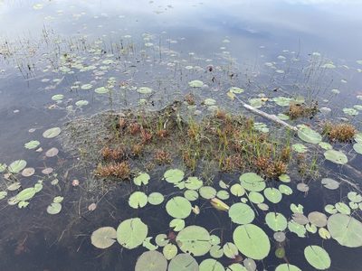 Drosera intermedia, photographed by Kathleen Houlahan Chayer