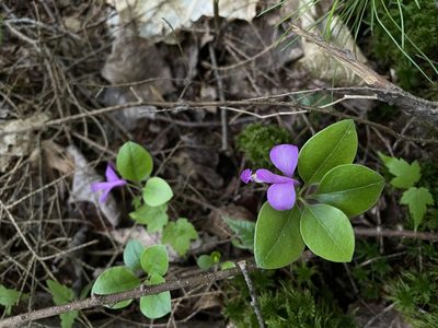 Polygaloides paucifolia, photographed by Kathleen Houlahan Chayer