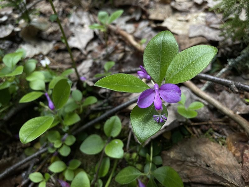 Polygaloides paucifolia, photographed by Kathleen Houlahan Chayer