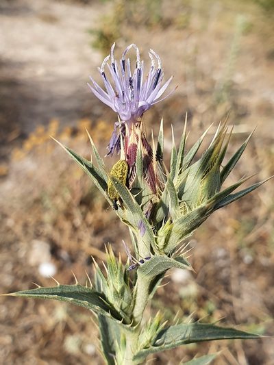 Carduncellus pectinatus, photographed by Mehdi Chetibi