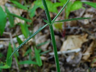 Verbena bonariensis, photographed by Michael J. Papay