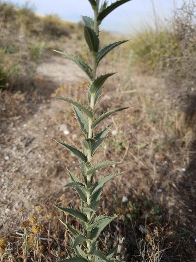 Carduncellus pectinatus, photographed by Mehdi Chetibi